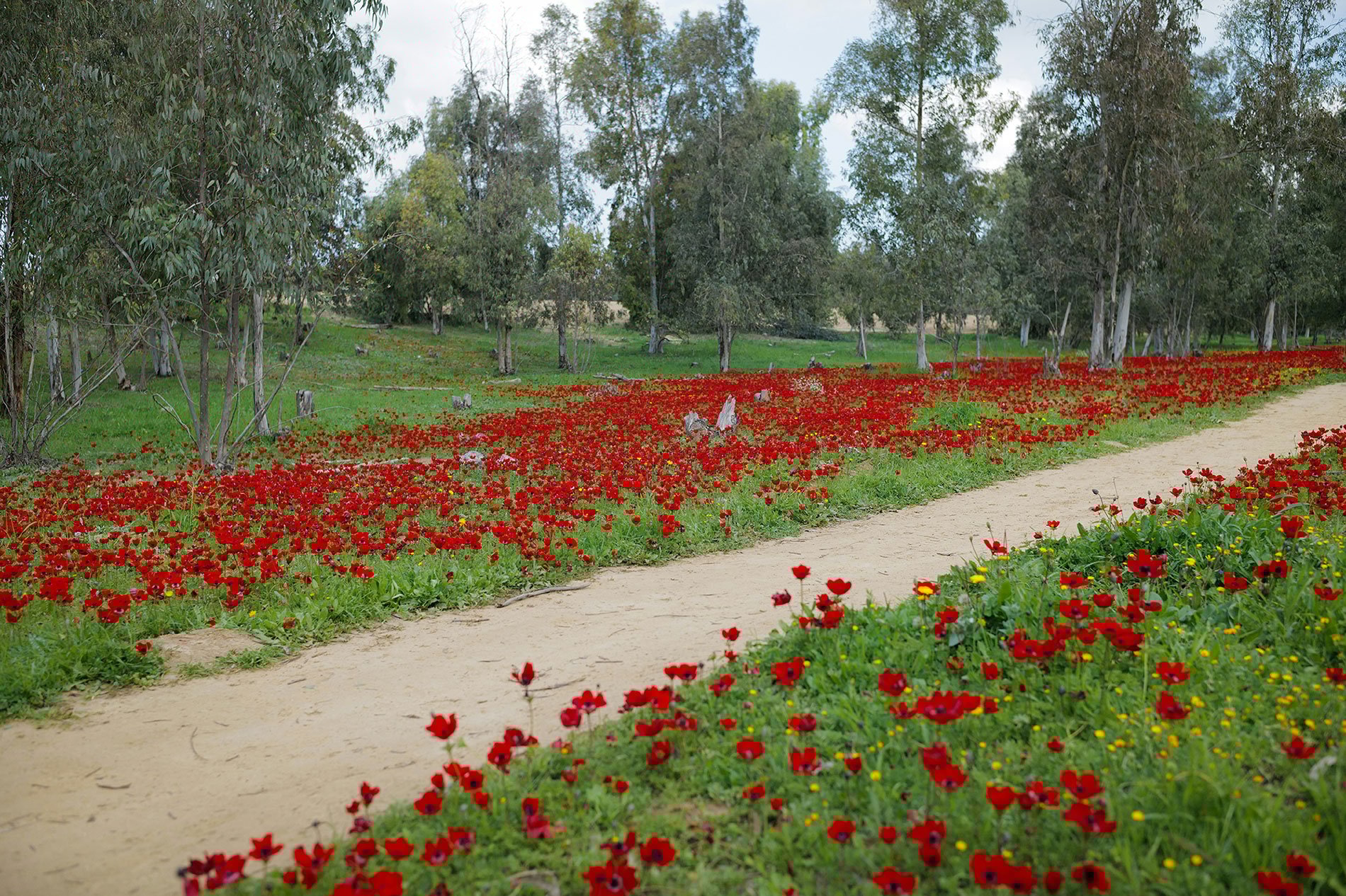 daystar-israel-blog-memory-of-passover