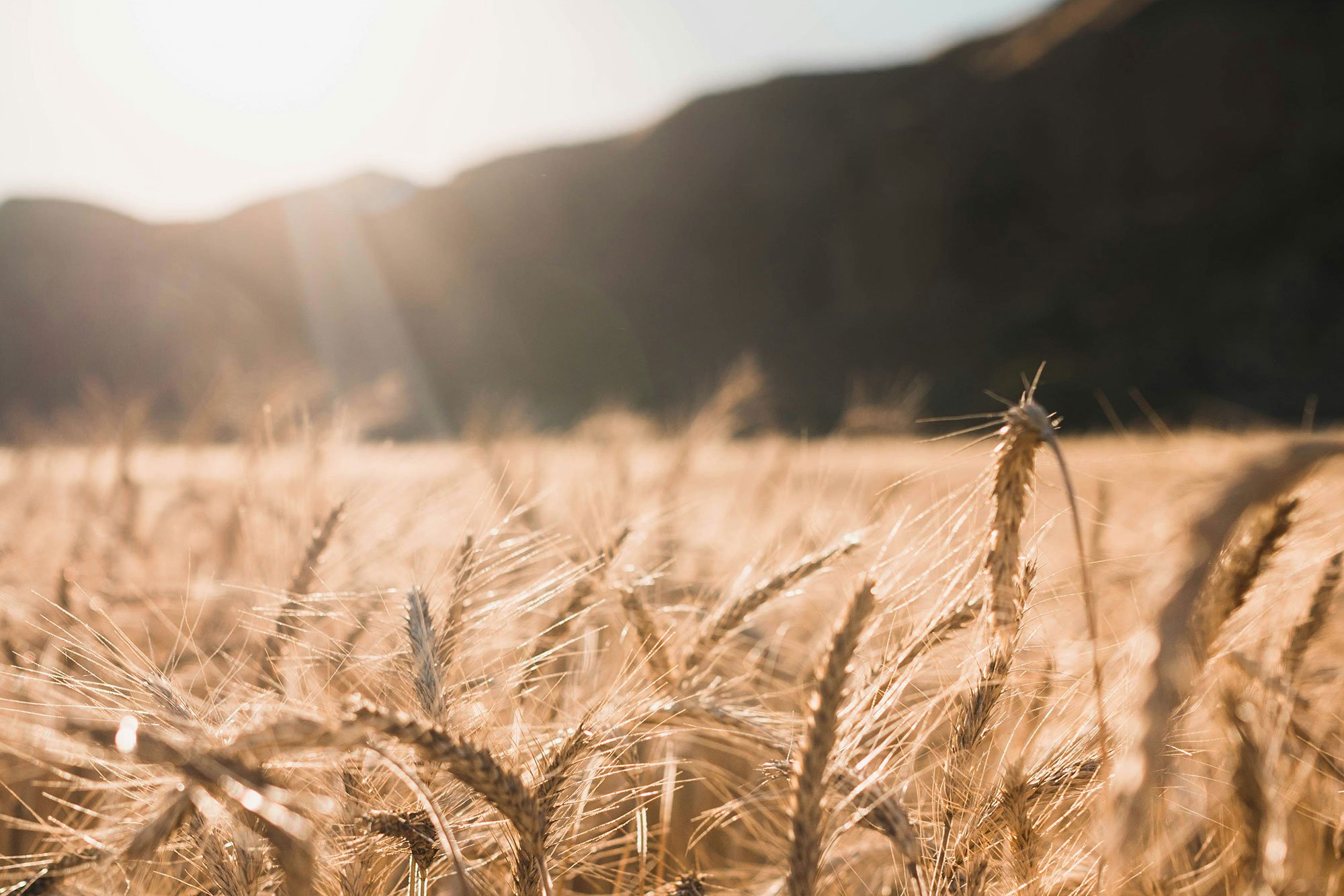 daystar-israel-blog-shavuot2025